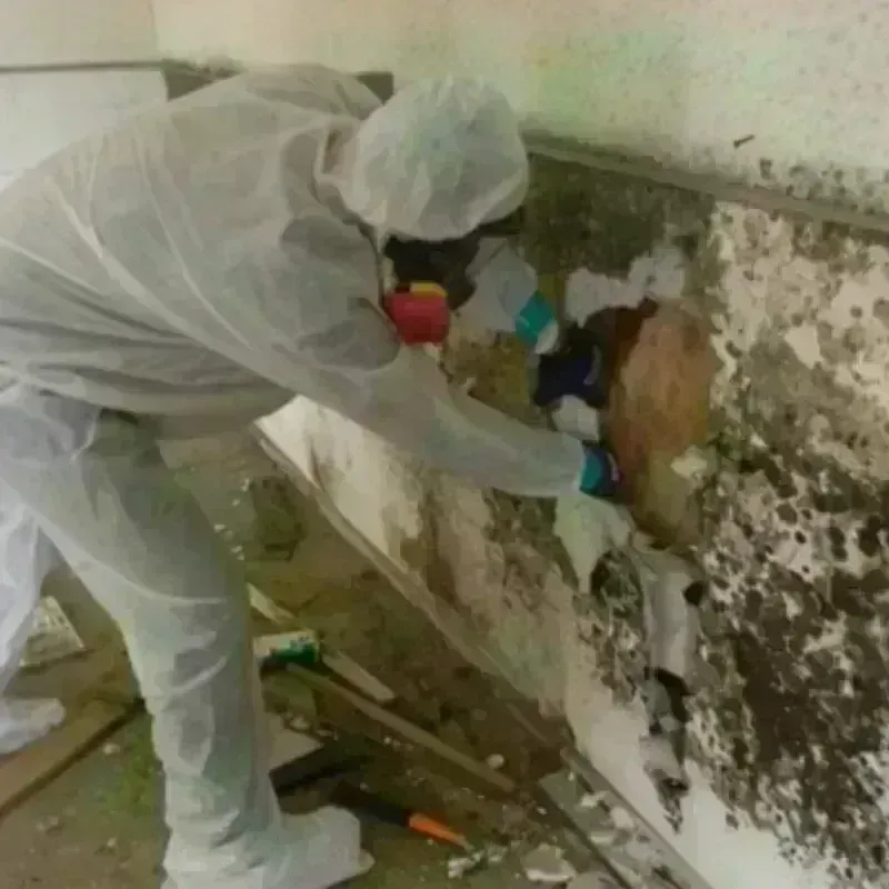 Mold Remediation and Removal in Bartow County, GA